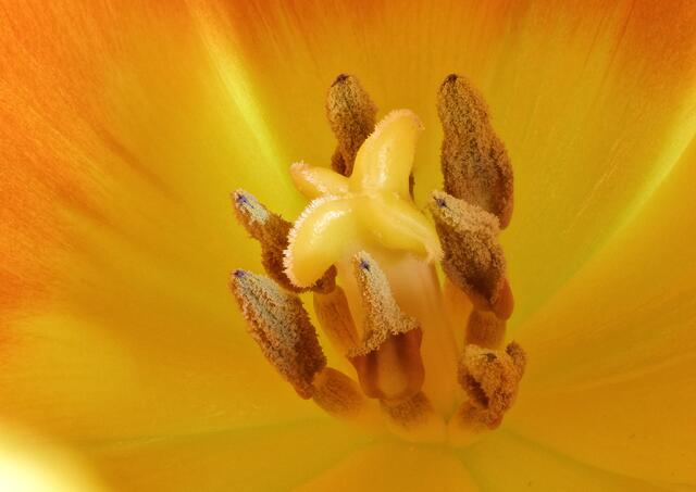 TulipFocus stack