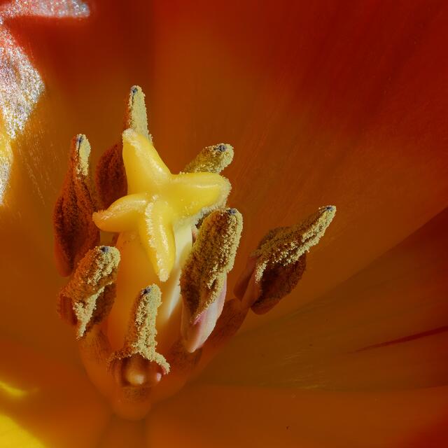 TulipFocus stack