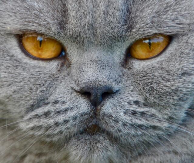schau mir in die Augen Kleines....