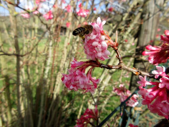Der Winter Duftschneeball bietet den Bienen die erste Nahrung. Sie sind schon fleißig unterwegs und es ist eine Freude, ihr Summen zu hören. Sie sind in so großer Zahl an dem Strauch gewesen, dass es nur so brummte.
