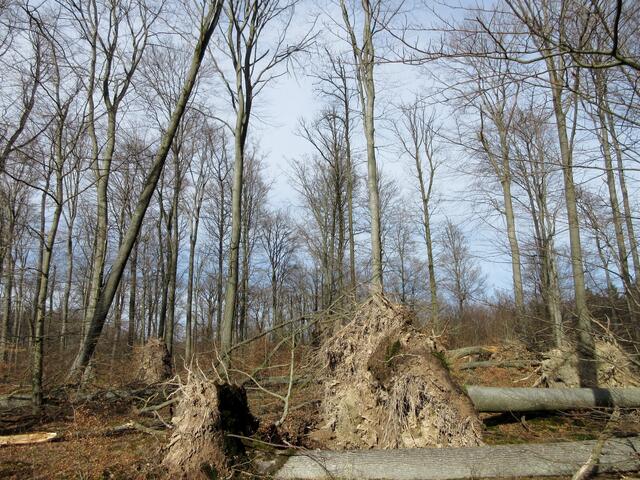 Auf der Höhe entlang des Rennweges waren die Schäden durch den Sturm sehr groß