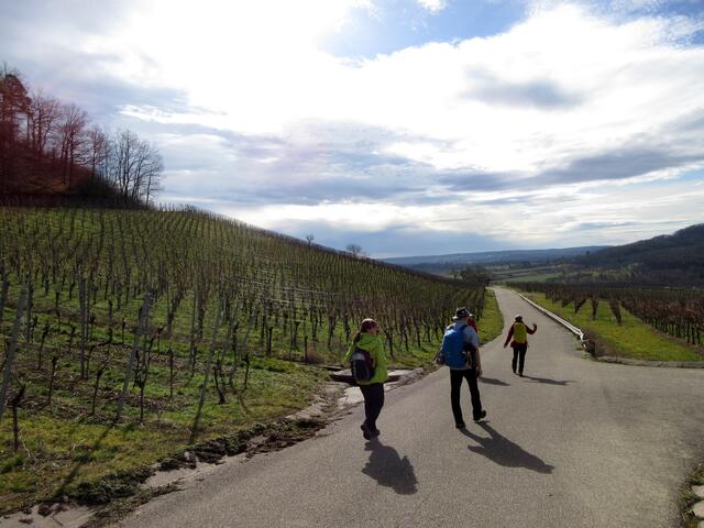 Im Sonnenschein geht es nun talwärts durch die Weinberge, eine schöne Abwechslung Richtung Horrheim.