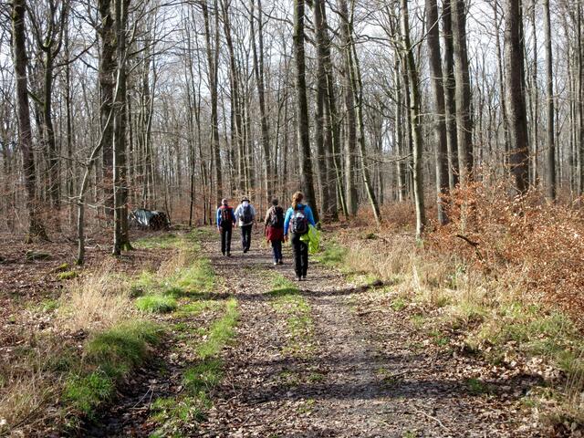 Vom See führte die Bernbachstraße gemütlich aber stetig ansteigend wieder hinauf in den Tiergarten und auf den Rennweg. Die Wanderer wurden von intensiv leuchtenden Zitronenfaltern begleitet.