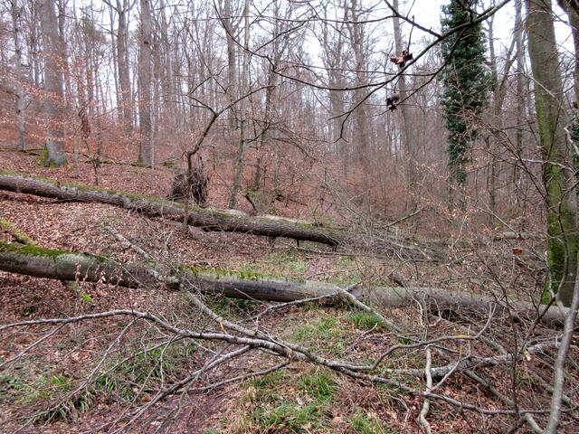 Glücklicher Weise waren nur trittsichere und fitte Wanderer mit auf der Tour, denn im Wald und auf dem Höhenzug zwischen Ochsenbach und Horrheim konnten die Schäden durch "Sabine" noch nicht vollständig beseitigt werden, sie sind immens.