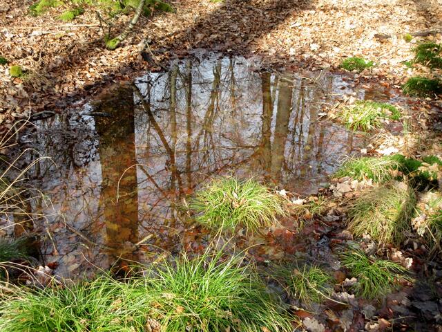 Der Wald steht Kopf