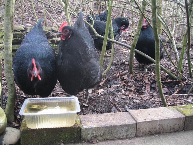 Tierliebe ist ... jeden Tag für frisches Trinkwasser zu sorgen!