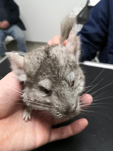In Memoriam:  Unser tapferes Chinchillamädchen "Fighterin" vor der OP