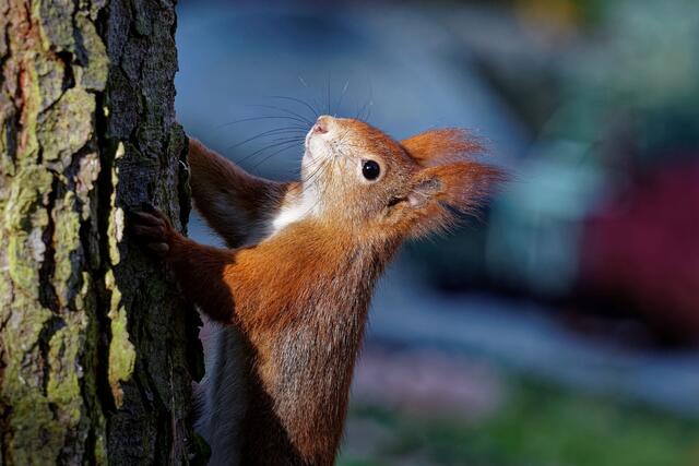 Eichhörnchen 2020-II
