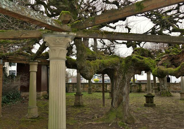 Lindenplatz