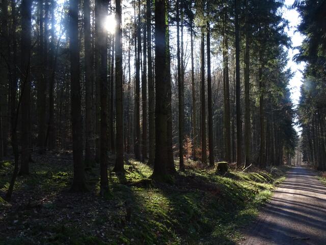 Steiner Wald