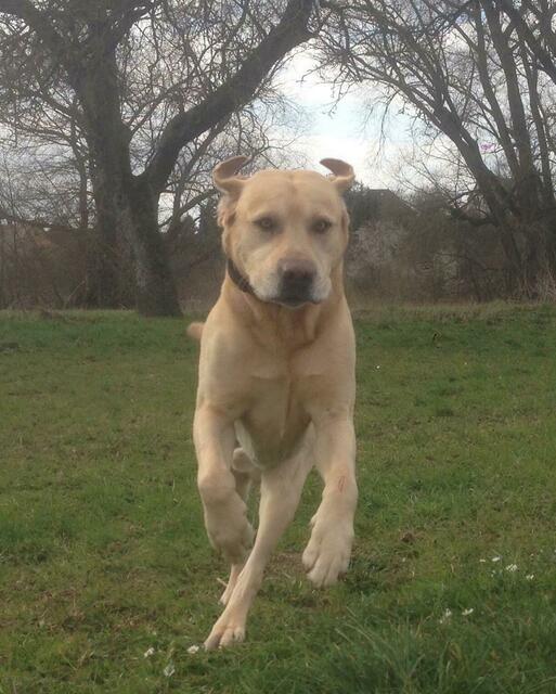 Gonzo in Action