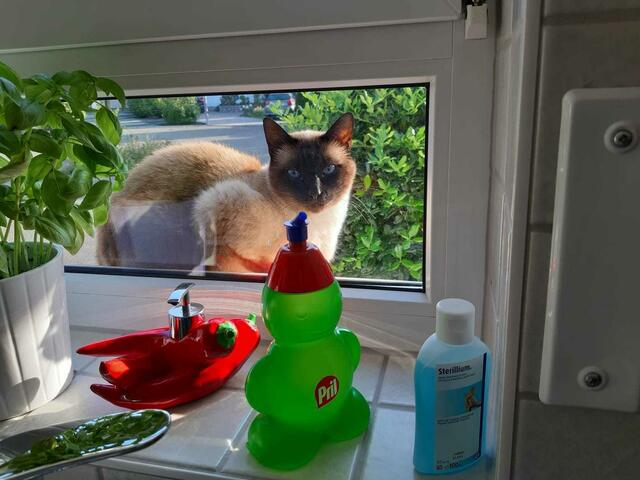 Lass mich doch rein, sagen die Augen von "Willi", dem Kater meiner Tochter