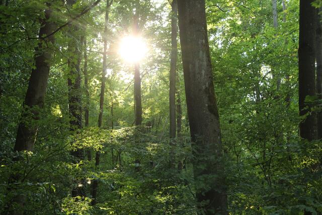 Spaziergang im Wald in Neuenstadt - Stein