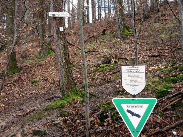 Naturdenkmal Weinstock, kurz bevor 3a, das Eichenportal erreicht ist.