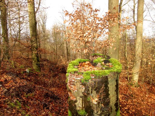 Ein herrlich verwunschener Wald, ob hier des Nachts der Schimmelreiter wirklich unterwegs ist, wie man sich am Hexenstäffele erzählt?