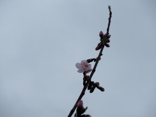 Dieses Bild mit einer einzigen Blüte gab den Ausschlag für diesen Bericht. Es wurde am Mittwoch, 04.03.2020 am Scheuerberg aufgenommen. Dort steht eine Reihe Mandelbäumchen. Dieses aber unterhalb, ein klein wenig wärmer und deshalb mit der ersten Blüte 2020 am Scheuerberg