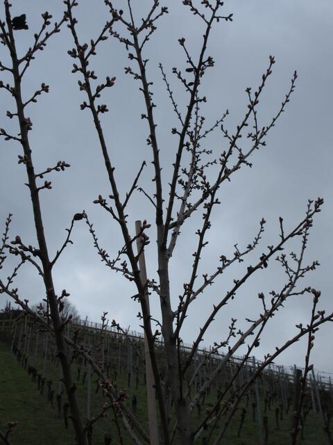 Der kleine Baum ist voller Knospen und dazwischen hängen noch die Früchte/Mandeln vom letzten Jahr.