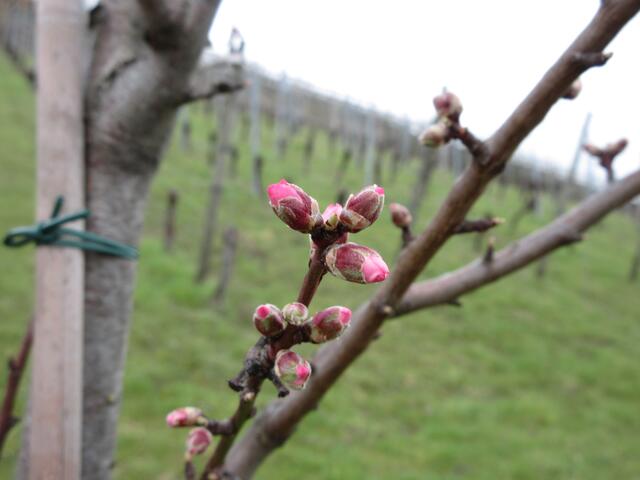 Oben in der Reihe kräftig rosafarbene Knospen. Neckarsulm, 2020-03-04, unterhalb Scheuerberg