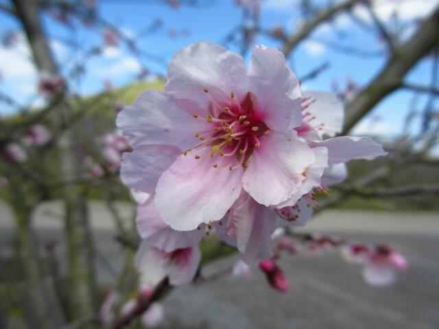 2016 entstand dieses Bild einer einzelnen Blüte an der Weinberghütte unterhalb von Näser und Michaelsberg in Cleebronn. Dort steht ein einzelner Baum.