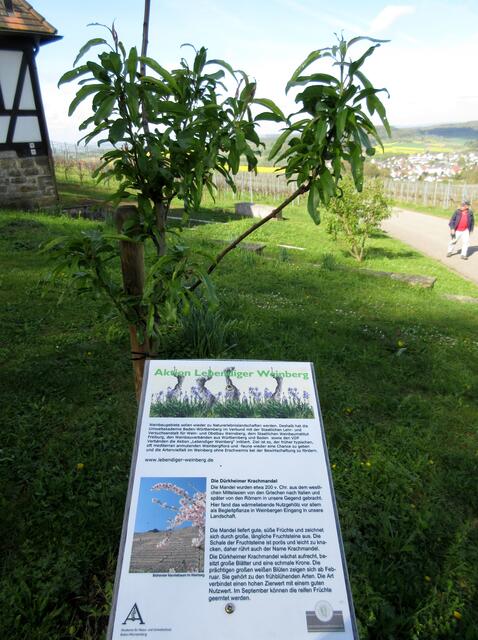 Beide vorhergehenden Bilder sind am Harzberg aufgenommen, an diesem Baum. Das Schild darunter ist von der Akademie für Natur- und Umweltschutz, von der auch unsere Zertifikate Natur- und Landschaftsführer sind. Es handelt sich hier also um die Dürkheimer Krachmandel.