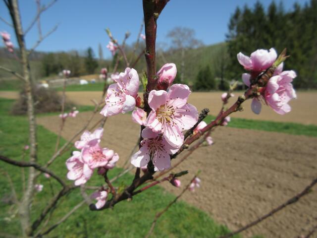 Und bei diesem Bild bin ich mir gar nicht sicher, ob es wirklich Mandelblüten sind, ich finde sie eine Spur zu rosa. Wenn jemand besser Bescheid weiß, gerne im Kommentar weiterhelfen. Danke.