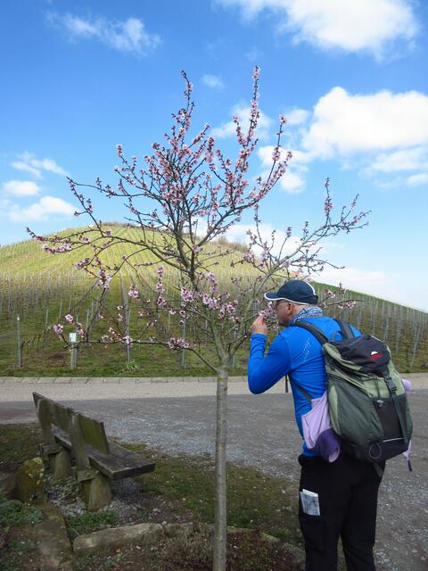 Wie das duftet! Im Hintergrund der Michaelsberg, Cleebronn