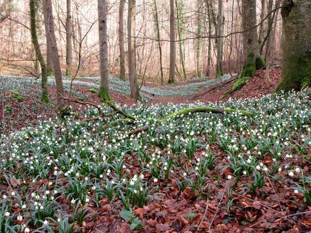 Wie Schnee wirken die wunderbar zarten Blüten der Märzenbecher in dieser Üppigkeit.