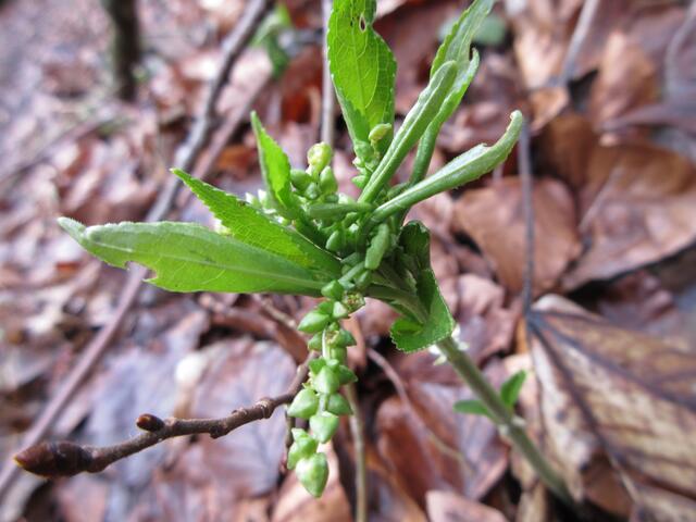Bingelkraut oder Wildhanf - Mercurialis perennis