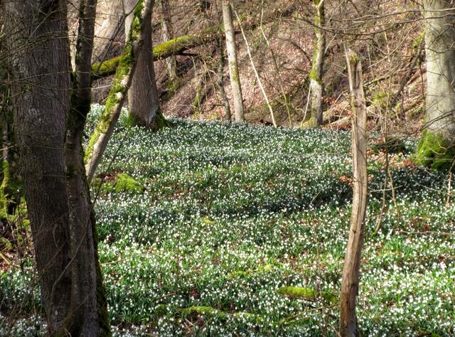 In der Talkurve, rechts und links vom Weg war kaum mehr Waldboden zu sehen. Überall nur Blüten.