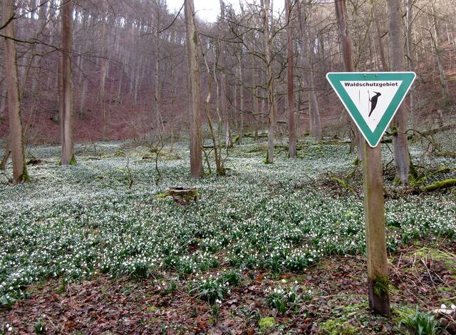 Ohne Zaun, standen viele Menschen ehrfurchtsvoll vor der Natur und respektierten die Schilder zum Schutz der Pflanzen.