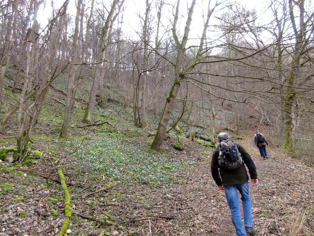 Hinter der Skihütte der steile Aufstieg nach Türkheim. Immer noch ständig begleitet von Märzglöckchen.