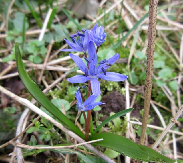 Scilla, Blaustern