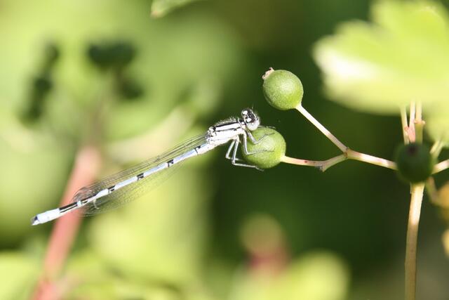 Gemeine Becher Jungfer, Horkheim, Naturschutzgebiet
