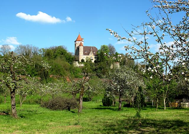Burg von der Seckach aus im Frühling