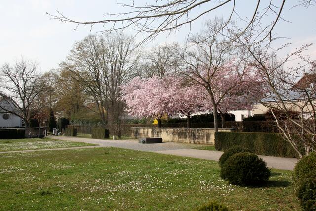 Frühlingserwachen- Hoffnung - auf dem Horkheimer Friedhof