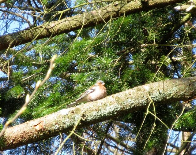 Die Buchfinken sind im Wald unterwegs und pfeifen fröhlich, es wird langsam auch etwas wärmer.