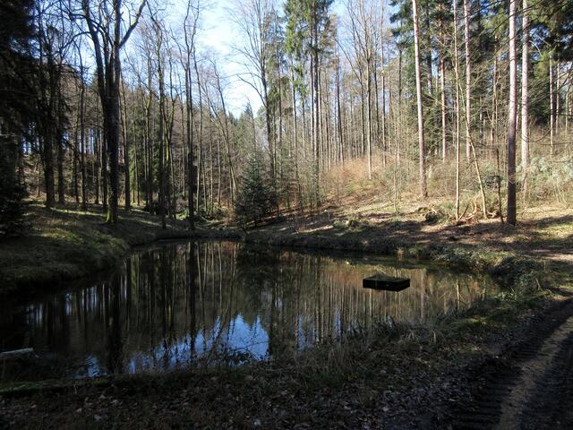 Dieser Teich, Tümpel ist nicht auf der Karte eingezeichnet. Er liegt aber herrlich am Waldweg und auf der anderen Seite fließt ein Bächlein hinunter zum Bernbach.