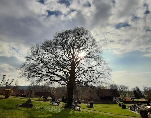Blutbuche auf dem Brettacher Friedhof