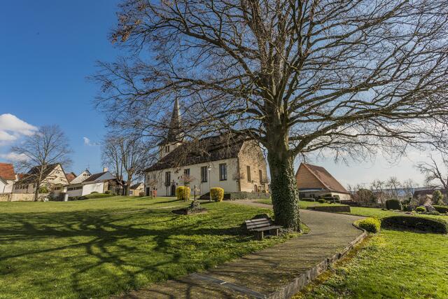 Blutbuche und Ägidiuskirche in Brettach