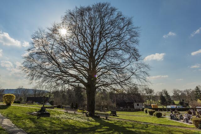 Blutbuche auf dem Friedhof von Brettach