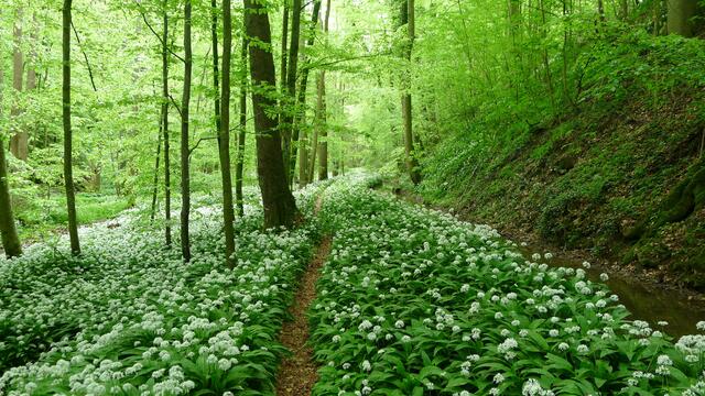 Kupfertal/Forchtenberg - Zeit der Bärlauchblüte