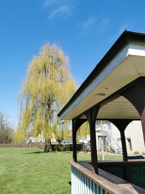 Die wunderschöne trauerweide an der alten Mühle