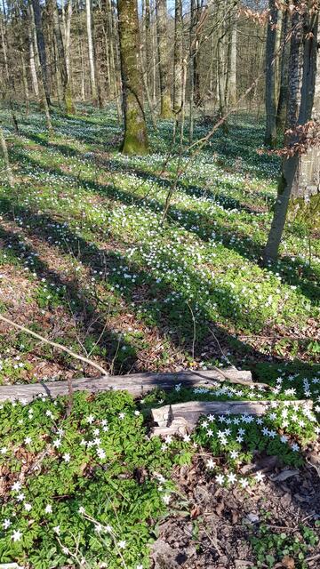 Schattenspiel auf dem Sternenteppich