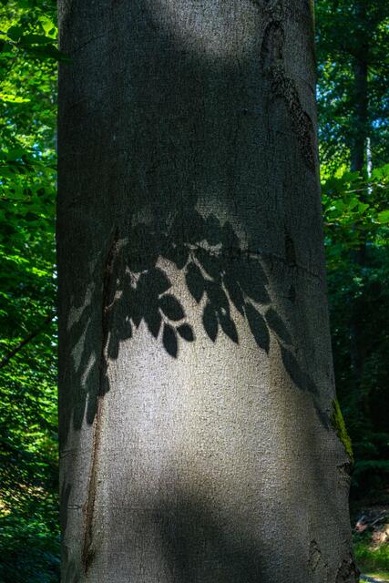 Blätter im Wald