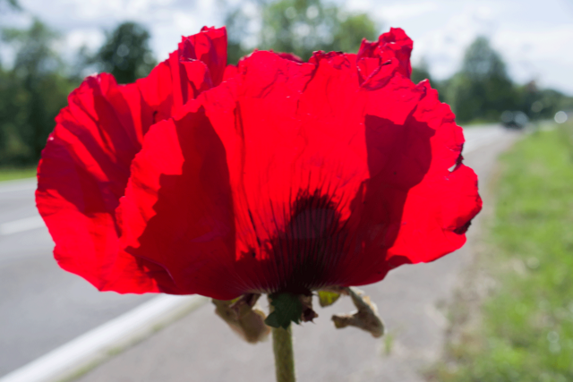 Mohn