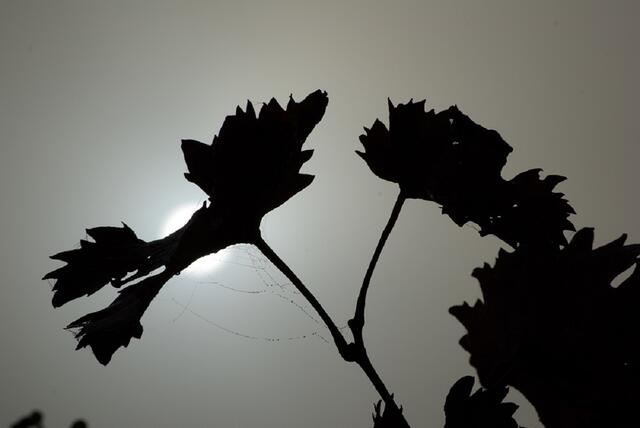 Gegenlicht