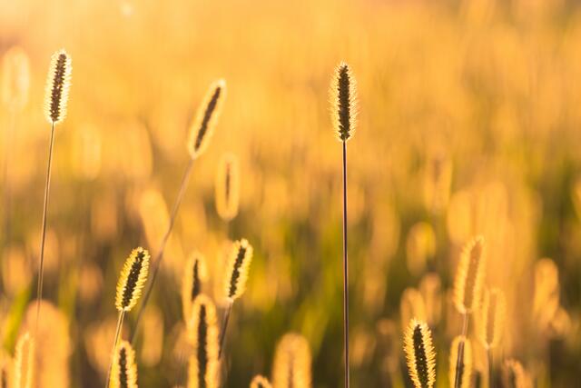 Magisches Abendlicht