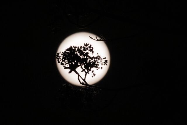 Kirschblüten im Mondlicht