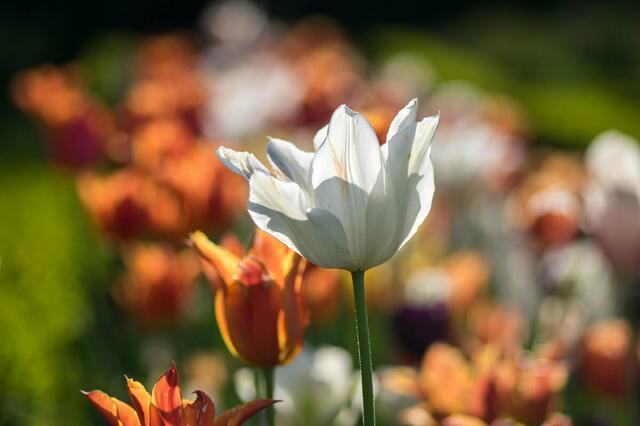Tulpenblüte