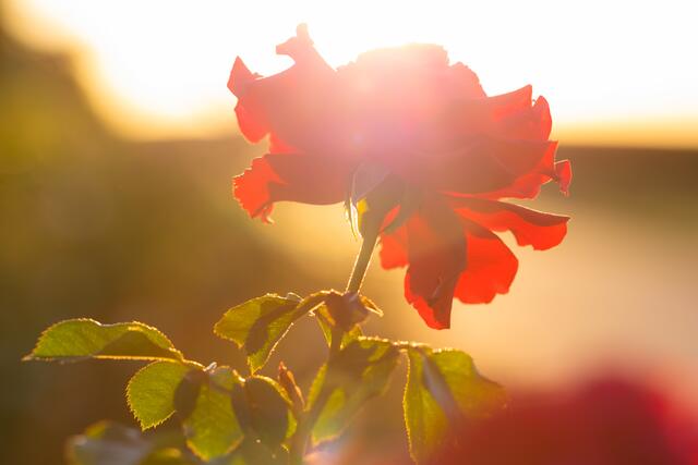 Rose im Gegenlicht